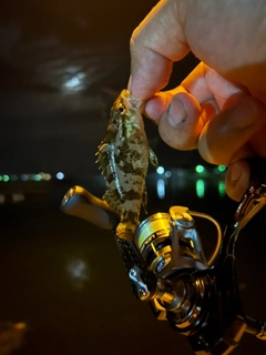 タケノコメバルの釣果