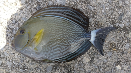 トカジャーの釣果