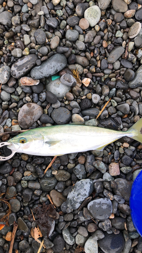 ワカシの釣果