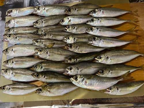 アジの釣果