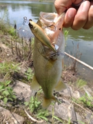 ラージマウスバスの釣果