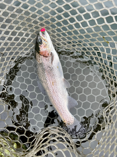 ニジマスの釣果