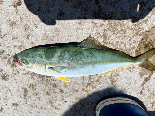 ワカシの釣果