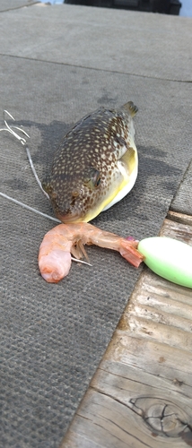 ショウサイフグの釣果