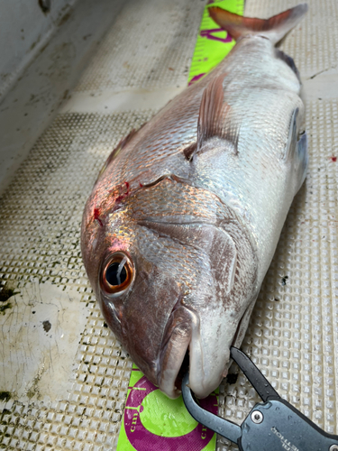 マダイの釣果