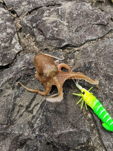 タコの釣果