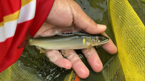 アユの釣果