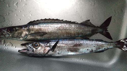 クロシビカマスの釣果