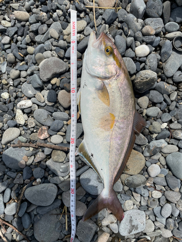 ショゴの釣果