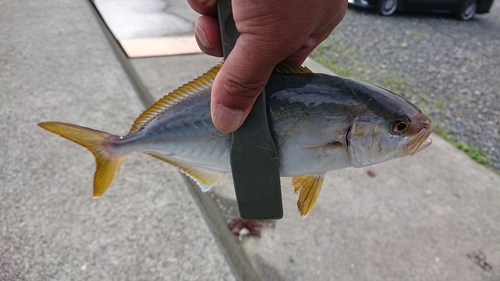 ショゴの釣果