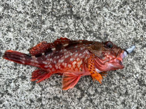 アラカブの釣果