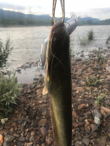 ナマズの釣果