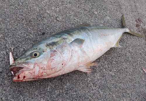 ワラサの釣果