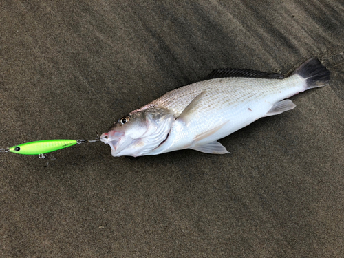 イシモチの釣果