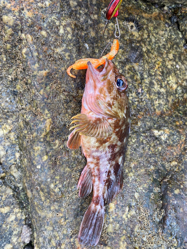 ガシラの釣果