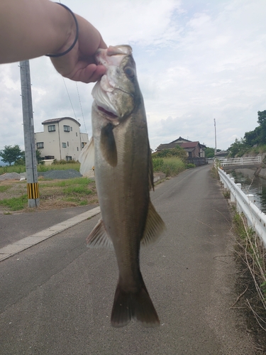 セイゴ（マルスズキ）の釣果