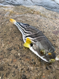 シマフグの釣果