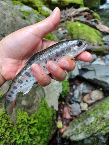 ヤマメの釣果