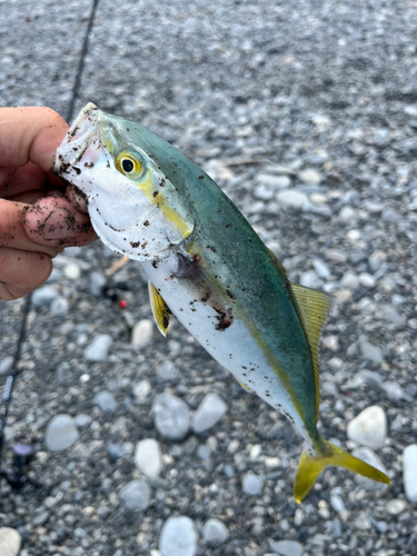 ワカシの釣果