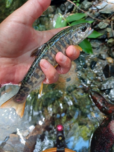 カワサバの釣果