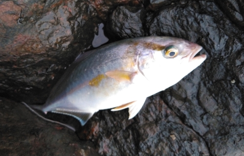 ネイリの釣果