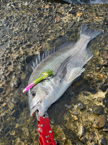 クロダイの釣果