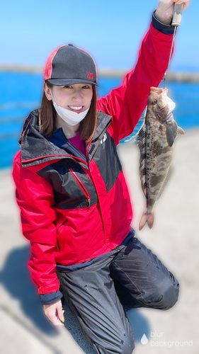 ホッケの釣果