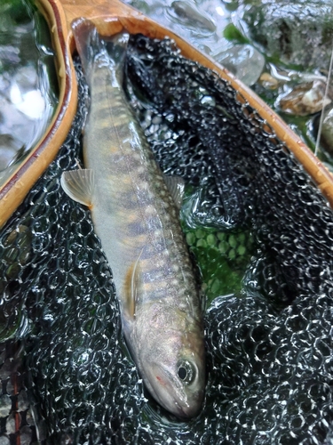 イワナの釣果