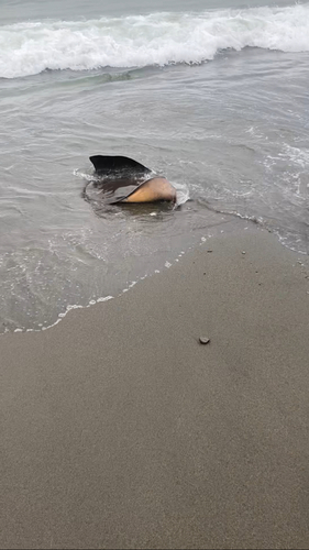 ツバクロエイの釣果