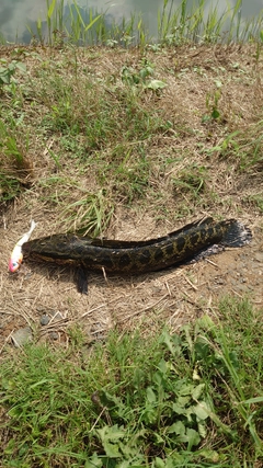 ライギョの釣果