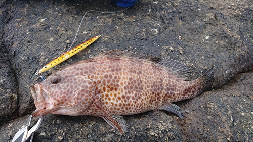 オオモンハタの釣果