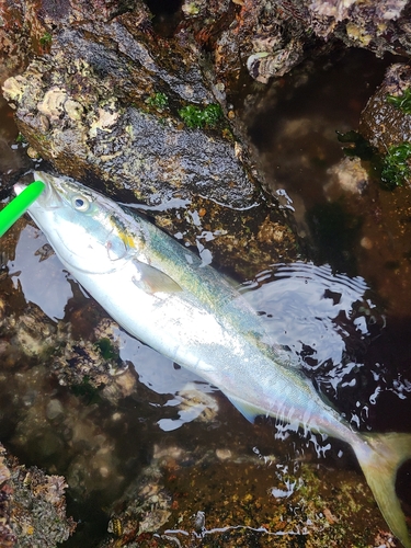 ハマチの釣果