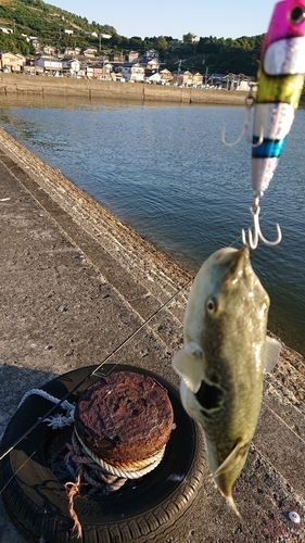 クサフグの釣果