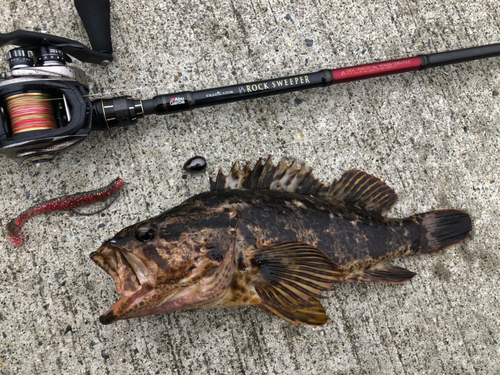 ベッコウゾイの釣果