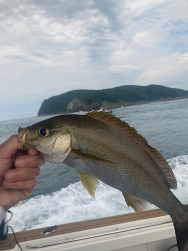 イサキの釣果