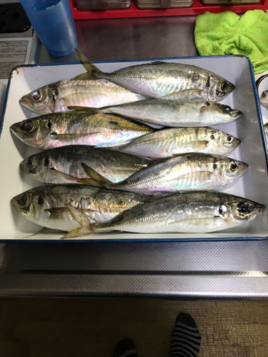 アジの釣果