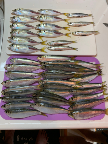 アジの釣果