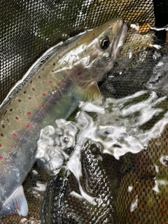 アマゴの釣果