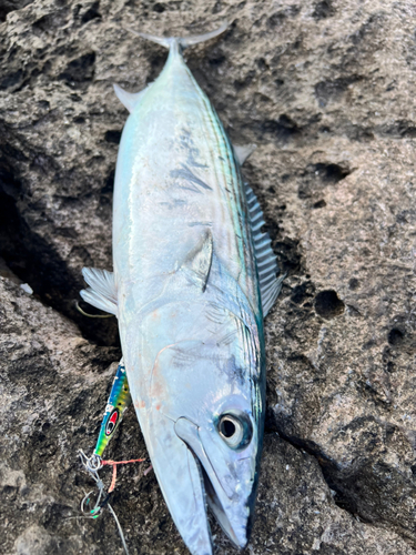 ハガツオの釣果