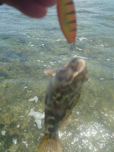 イソゴンベの釣果