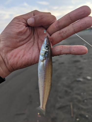 キスの釣果