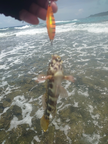 イソゴンベの釣果