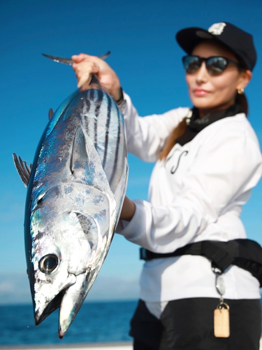 カツオの釣果