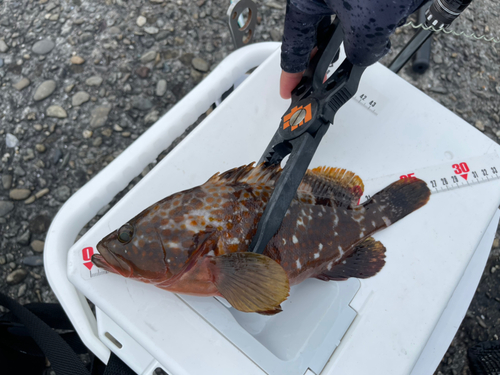 アコウの釣果