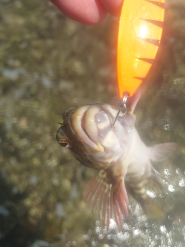 イソゴンベの釣果