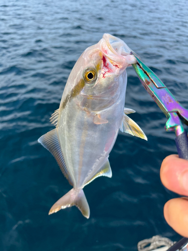 カンパチの釣果