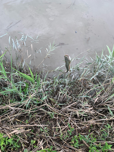 ナマズの釣果