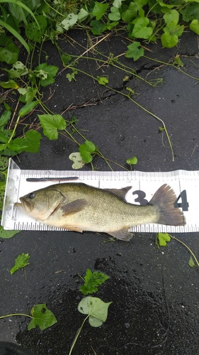 ブラックバスの釣果