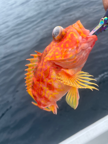 アヤメカサゴの釣果