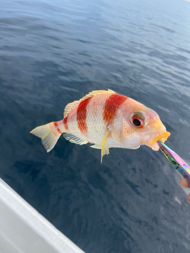 タマガシラの釣果